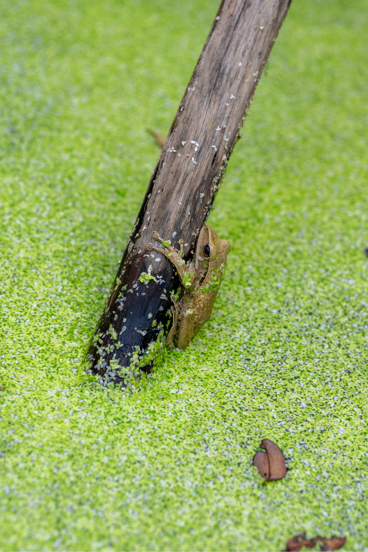 frog in rubber forest